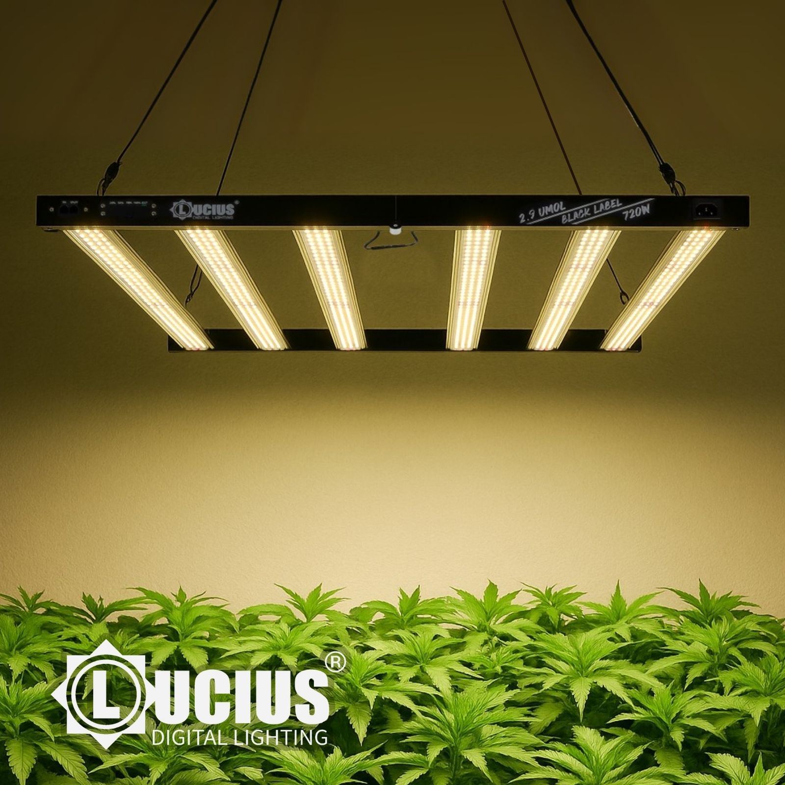 Buy LUCIUS LIGHTING - LED PRO 720W 2.9 Black Label from ECOMMERCE AND ...