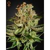Product_GHSC Super Bud Fem. 3St_Cannadusa_Marketplace_Buy