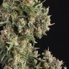 Ak 74 Auto - Autoflowering - Trikoma Seeds
