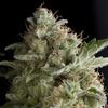 American Pie - Photodependent - Pyramid Seeds