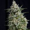 Anesthesia - Photoadependent - Pyramid Seeds