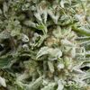 Auto Amnesia Gold - Autoflowering-Samen - Pyramid Seeds - Cannabis seeds