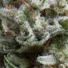 Auto Anesthesia - Autoflowering-Samen - Pyramid Seeds