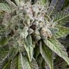 Auto Blue Pyramid - Autoflowering Seeds - Pyramid Seeds