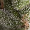 Auto Fresh Candy - Autoflowering Seeds - Pyramid Seeds