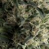 Pyramid Seeds - Auto Galaxy - Autoflowering - Samen - Cannabis