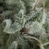 Auto Nefertiti - Autoflowering Seeds - Pyramid Seeds