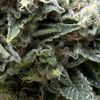 Auto New York City CBD - CBD Samen - Pyramid Seeds