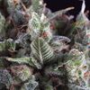 Auto Olympia - Autoflowering Seeds - Pyramid Seeds