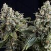 Produkt_Auto Tutankhamon - Autoflowering-Samen - Pyramid Seeds, Paket Einheiten: 1 Samen / Packung__Cannadusa_Marktplatz_Kaufen