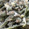 Auto White Widow - Autoflowering-Samen - Pyramid Seeds