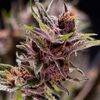 Black Cherry Punch - American Strains - Pyramid Seeds - Cannabis seeds