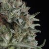 Critical Plus - Feminised Marihuana Seeds - Trikoma Seeds