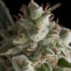Fresh Candy - Photodependent - Pyramid Seeds