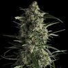 Product_Galaxy - Photoabhängige - Pyramid Seeds, Package Unit: 1 Seed / Package_Cannadusa_Marketplace_Buy