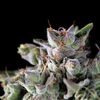 Gorila - American Strains - Pyramid Seeds