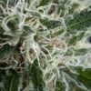 Jack Herer Auto - Autoflowering - Trikoma Seeds