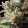 Jack Herer - Feminised Marihuana Seeds - Trikoma Seeds