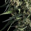 Northern Lights Auto - Autoflowering - Trikoma Seeds