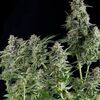 Northern Lights CBD - CBD Samen - Pyramid Seeds