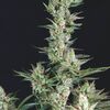 OG Confidential - USA Strains - Trikoma Seeds