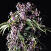 Purple - Photodependent - Pyramid Seeds