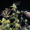 Sunset Sherbet - American Strains - Pyramid Seeds