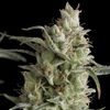 Super OG kush - American Strains - Pyramid Seeds