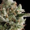 Total Cheese (aka Super Cheese) - Feminised Marihuana Seeds