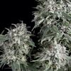 White Widow - Feminised Marihuana Seeds