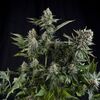 White Widow - Photodependent - Pyramid Seeds