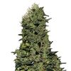 Product_Ak  - Cannabis Seeds by GEASEEDS, Package Unit: 3 Seed / Package_Cannadusa_Marketplace_Buy