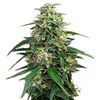 Product_Amnesia  - Cannabis Seeds by GEASEEDS, Package Unit: 3 Seed / Package_Cannadusa_Marketplace_Buy