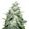 Product_Amnesia Pro  - Cannabis Seeds by GEASEEDS, Package Unit: 3 Seed / Package_Cannadusa_Marketplace_Buy