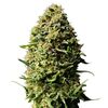 Product_Auto Ak - Cannabis Seeds by GEASEEDS, Package Unit: 3 Seed / Package_Cannadusa_Marketplace_Buy