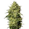 Product_Auto Amnesia - Cannabis Seeds by GEASEEDS, Package Unit: 3 Seed / Package_Cannadusa_Marketplace_Buy