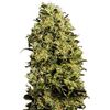 Product_Auto M8 - Cannabis Seeds by GEASEEDS, Package Unit: 3 Seed / Package_Cannadusa_Marketplace_Buy