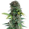 Product_Auto Somango - Cannabis Seeds by GEASEEDS, Package Unit: 3 Seed / Package_Cannadusa_Marketplace_Buy