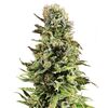 Produkt_Auto Super Skunk - Cannabis Saatgut by GEASEEDS, Paket Einheiten: 3 Samen / Packung__Cannadusa_Marktplatz_Kaufen