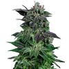 Product_Auto Widow - Cannabis Seeds by GEASEEDS, Package Unit: 3 Seed / Package_Cannadusa_Marketplace_Buy