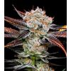 Product_Banana Punch - Cannabis Seeds by GEASEEDS, Package Unit: 3 Seed / Package_Cannadusa_Marketplace_Buy