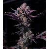 Product_Black Cookie - Cannabis Seeds by GEASEEDS, Package Unit: 3 Seed / Package_Cannadusa_Marketplace_Buy