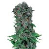 Product_Black Kush 98  - Cannabis Seeds by GEASEEDS, Package Unit: 3 Seed / Package_Cannadusa_Marketplace_Buy