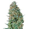 Product_Bubble Fruit  - Cannabis Seeds by GEASEEDS, Package Unit: 3 Seed / Package_Cannadusa_Marketplace_Buy