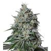 Product_Fast Amnesia Pro - Cannabis Seeds by GEASEEDS, Package Unit: 3 Seed / Package_Cannadusa_Marketplace_Buy