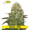 Product_Critical CBD  - Cannabis Seeds by GEASEEDS, Package Unit: 3 Seed / Package_Cannadusa_Marketplace_Buy