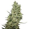 Product_Critical + +  - Cannabis Seeds by GEASEEDS, Package Unit: 3 Seed / Package_Cannadusa_Marketplace_Buy