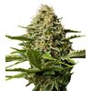 Product_Critical Mango  - Cannabis Seeds by GEASEEDS, Package Unit: 3 Seed / Package_Cannadusa_Marketplace_Buy