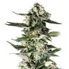 Product_Critical Purple  - Cannabis Seeds by GEASEEDS, Package Unit: 3 Seed / Package_Cannadusa_Marketplace_Buy