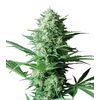 Product_Critical Widow  - Cannabis Seeds by GEASEEDS, Package Unit: 3 Seed / Package_Cannadusa_Marketplace_Buy